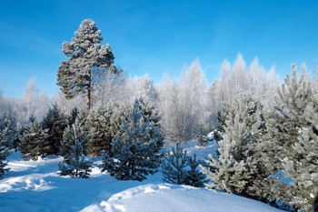Winterwald. / ***