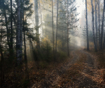 autumn mist / 2018
