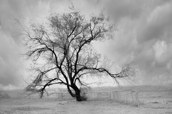 Baum / ***