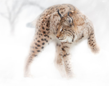 Lynx / ***