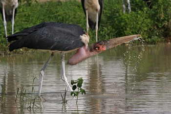 Der Morgen beginnt / ***