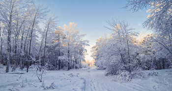in the winter forest / ***