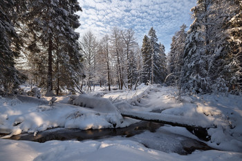 winters in the forest / ***