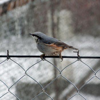 Nuthatch. / ***