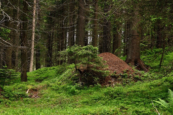 Anthill / ***
