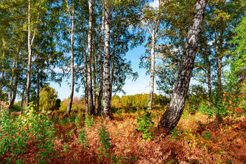 Im Wald / ***