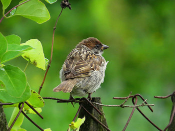 Sparrow / ***