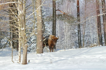 Pashkevich68 / Pashkevich68