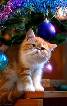 Happy New Year! / ***