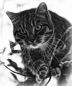 Hunter / ***