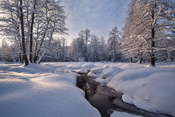 in the winter forest / ***