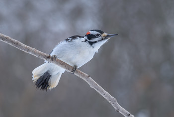 Hairy Woodpecker (male) / ***