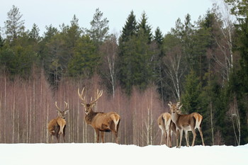 Pashkevich68 / Pashkevich68