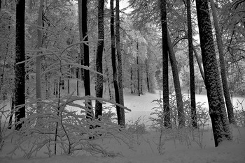 In Winter Park / 2019