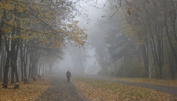 Foggy morning / ***