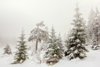 in the winter forest / ***