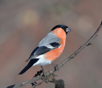 Bullfinch / ***