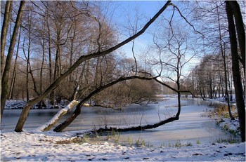 Aus dem Leben der Bäume / ***