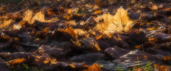 Autumn / ***
