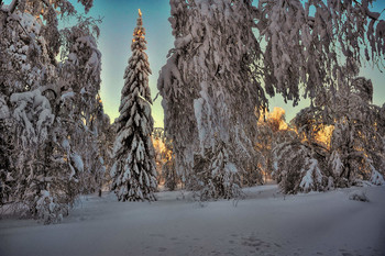 Forest Beauty / ***
