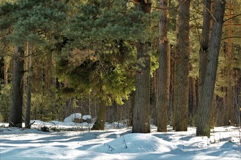 Lonely spruce / ***
