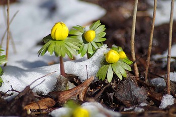 winter flowers / ***