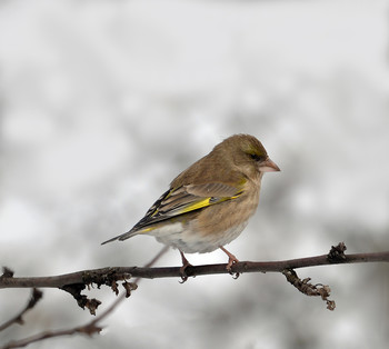 Yellow Wagtail / ***