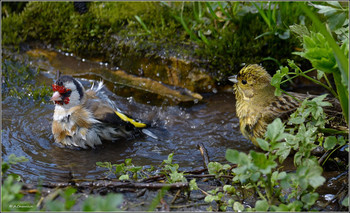 bathing / ***