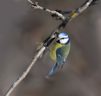 Blue tit / ***