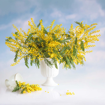 Spring is coming ... / ***