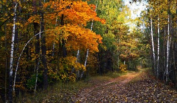 in den herbstlichen Wald / ***