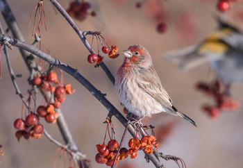 House finch / ***
