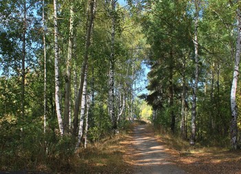 Walk / ---