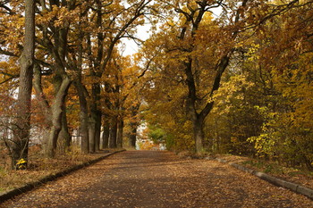 Herbst in der Stadt / ***