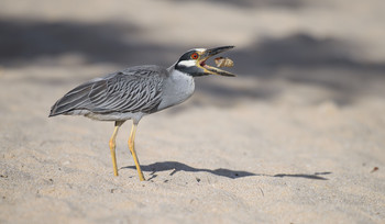 Yellow-crowned Night-Heron / ***