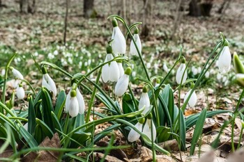 Spring / ***