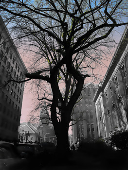 Tree / ***
