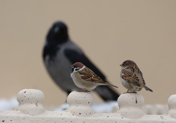 Sparrows / ***