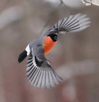 Bullfinch / ***