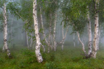 Morgen im Birkenwald / ***