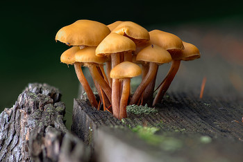 Auf den Stumpf / ***