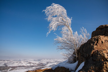 Silver birch / ***
