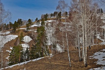 Spring Forest / ***