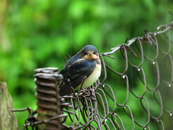 Under the summer rain / ***