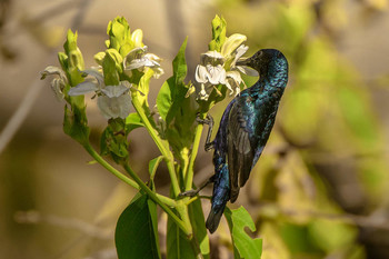 Sunbird / ***