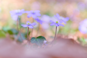 Frühling / Frühling