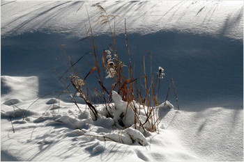 Winter Bouquet / ***