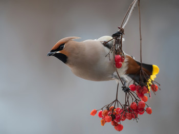 waxwing / .....