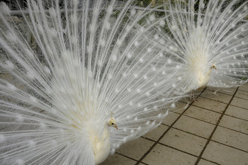 So groß ist wie das Leben / ...