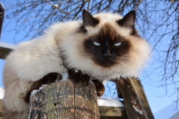 On patrol / ***